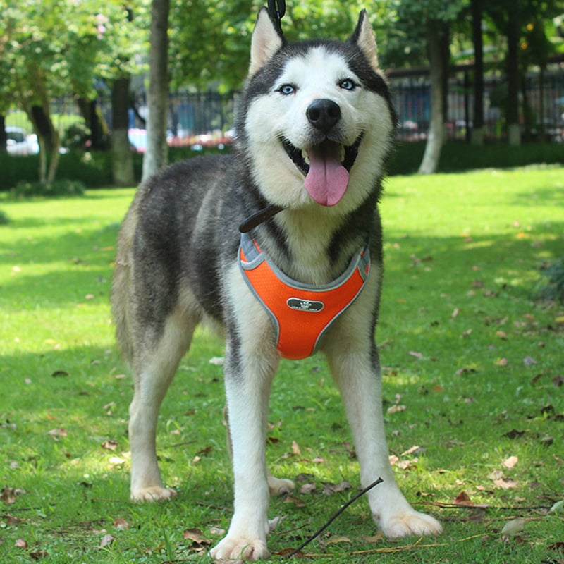 Coleira-reflexiva-para-cachorro-coleira-peitoral-ajust-vel-reflexiva-para-c-es-malha-respir-vel-para (1)