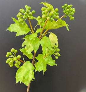 Best Yiwu buying Agent